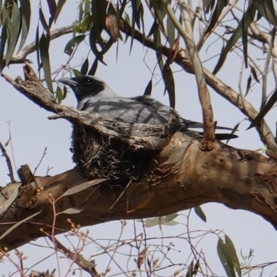 Coracina novaehollandiae (Black-faced Cuckooshrike) at Red Hill to Yarralumla Creek - 16 Dec 2018 by JackyF