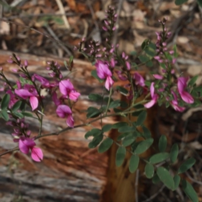 Indigofera australis subsp. australis (Australian Indigo) at Corunna State Forest - 26 Oct 2018 by LocalFlowers