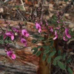 Indigofera australis subsp. australis (Australian Indigo) at Corunna, NSW - 25 Oct 2018 by LocalFlowers