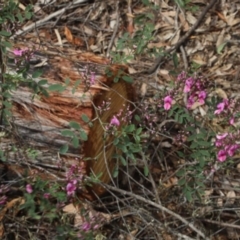 Indigofera australis subsp. australis at Corunna, NSW - 26 Oct 2018 09:02 AM