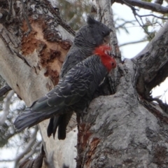 Callocephalon fimbriatum (Gang-gang Cockatoo) at Red Hill Nature Reserve - 16 Dec 2018 by JackyF