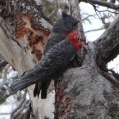 Callocephalon fimbriatum (Gang-gang Cockatoo) at GG146 - 16 Dec 2018 by JackyF