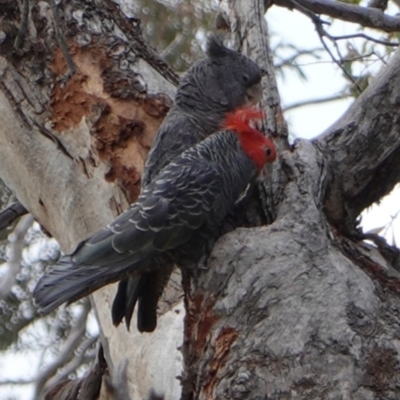 Callocephalon fimbriatum (Gang-gang Cockatoo) at Red Hill Nature Reserve - 16 Dec 2018 by JackyF