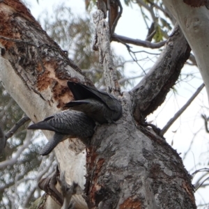 Callocephalon fimbriatum at Deakin, ACT - 16 Dec 2018