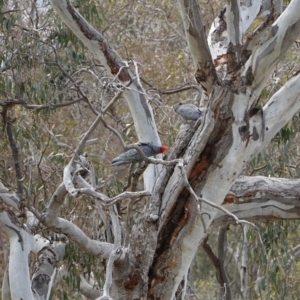 Callocephalon fimbriatum at Deakin, ACT - 16 Dec 2018