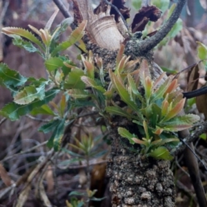 Banksia serrata at Kiah, NSW - 13 Dec 2018 03:42 PM