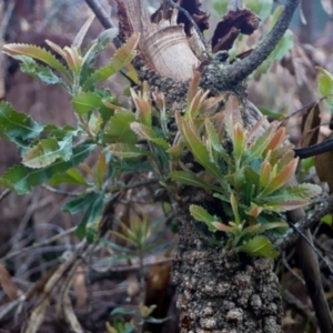 Banksia serrata at Kiah, NSW - 13 Dec 2018