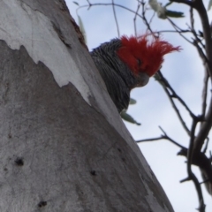 Callocephalon fimbriatum (Gang-gang Cockatoo) at GG49 - 16 Dec 2018 by JackyF