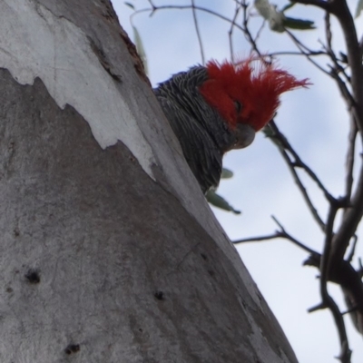 Callocephalon fimbriatum (Gang-gang Cockatoo) at GG49 - 16 Dec 2018 by JackyF