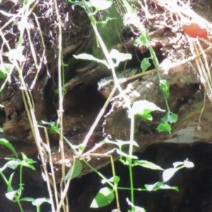 Pardalotus punctatus at Acton, ACT - 2 Dec 2018