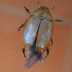 Anoplognathus sp. (genus) (Unidentified Christmas beetle) at Hughes, ACT - 16 Dec 2018 by JackyF