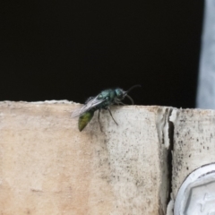 Mutillidae (family) (Unidentified Mutillid wasp or velvet ant) at Michelago, NSW - 16 Dec 2018 by Illilanga