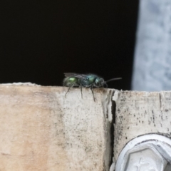 Mutillidae (family) at Illilanga & Baroona - 16 Dec 2018