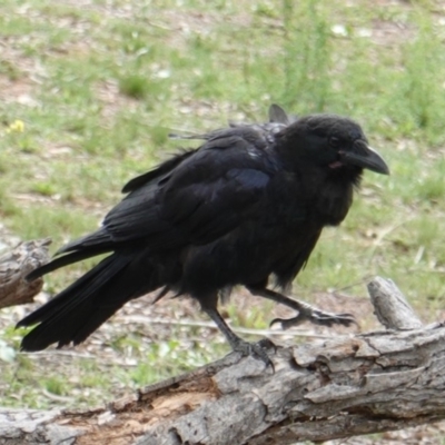 Corvus coronoides (Australian Raven) at Red Hill Nature Reserve - 16 Dec 2018 by JackyF