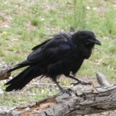 Corvus coronoides (Australian Raven) at Hughes, ACT - 16 Dec 2018 by JackyF