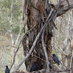 Corvus coronoides at Hughes, ACT - 16 Dec 2018 04:30 PM