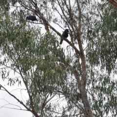 Corvus coronoides at Hughes, ACT - 16 Dec 2018 04:30 PM