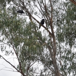 Corvus coronoides at Hughes, ACT - 16 Dec 2018 04:30 PM