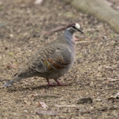 Phaps chalcoptera (Common Bronzewing) at ANBG - 11 Dec 2018 by AlisonMilton