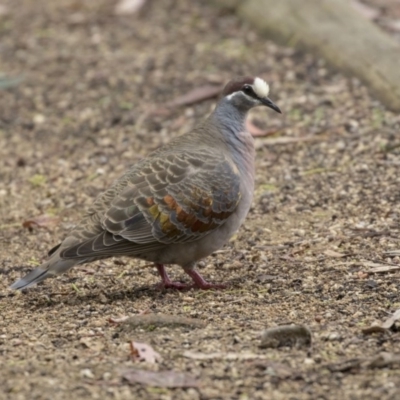 Phaps chalcoptera (Common Bronzewing) at ANBG - 11 Dec 2018 by Alison Milton