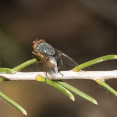 Calliphora sp. (genus) (Unidentified blowfly) at Hackett, ACT - 11 Dec 2018 by AlisonMilton