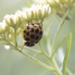 Harmonia conformis (Common Spotted Ladybird) at ANBG - 11 Dec 2018 by AlisonMilton