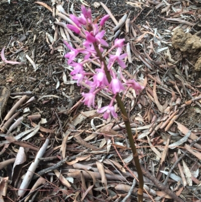 Dipodium roseum (Rosy Hyacinth Orchid) at Hackett, ACT - 15 Dec 2018 by petersan
