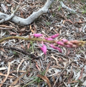 Dipodium roseum at Hackett, ACT - suppressed