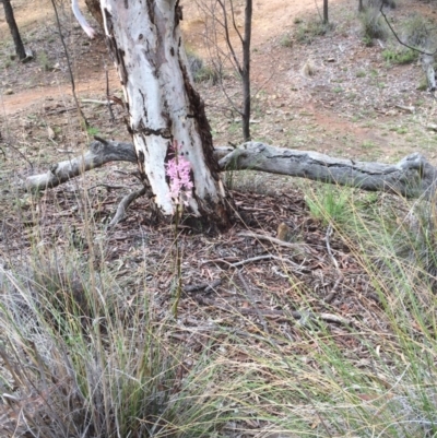 Dipodium roseum (Rosy Hyacinth Orchid) at Hackett, ACT - 16 Dec 2018 by petersan
