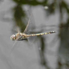 Hemicordulia tau (Tau Emerald) at Fyshwick, ACT - 15 Dec 2018 by RodDeb