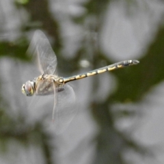 Hemicordulia tau at Fyshwick, ACT - 15 Dec 2018