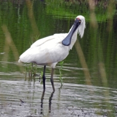 Platalea regia (Royal Spoonbill) at Fyshwick, ACT - 15 Dec 2018 by RodDeb