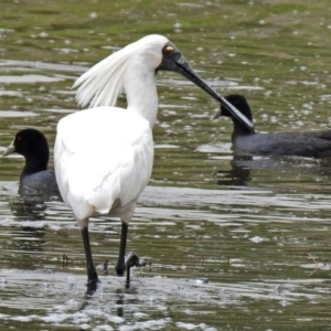 Platalea regia at Fyshwick, ACT - 15 Dec 2018