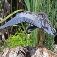 Egretta novaehollandiae (White-faced Heron) at Fyshwick, ACT - 16 Dec 2018 by RodDeb