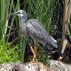 Egretta novaehollandiae at Fyshwick, ACT - 16 Dec 2018 01:47 PM