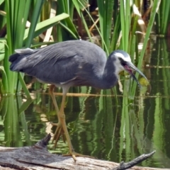 Egretta novaehollandiae at Fyshwick, ACT - 16 Dec 2018 01:47 PM