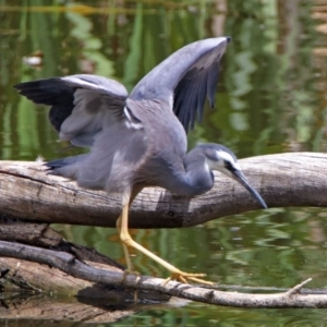 Egretta novaehollandiae at Fyshwick, ACT - 16 Dec 2018 01:47 PM