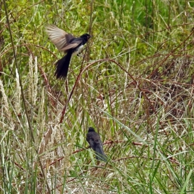 Rhipidura leucophrys (Willie Wagtail) at Fyshwick, ACT - 16 Dec 2018 by RodDeb