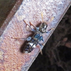 Scrobiger splendidus at Fyshwick, ACT - 16 Dec 2018 02:40 PM