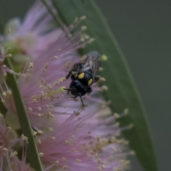 Leioproctus (Leioproctus) irroratus (Yellow-shouldered Bee) at Hackett, ACT - 10 Dec 2018 by AlisonMilton