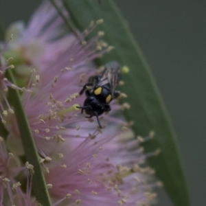 Leioproctus (Leioproctus) irroratus at ANBG - 11 Dec 2018