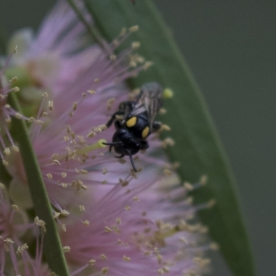 Leioproctus (Leioproctus) irroratus (Yellow-shouldered Bee) at ANBG - 11 Dec 2018 by AlisonMilton