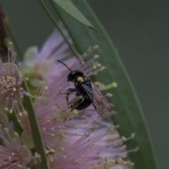 Leioproctus (Leioproctus) irroratus at ANBG - 11 Dec 2018