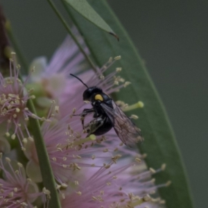 Leioproctus (Leioproctus) irroratus at ANBG - 11 Dec 2018