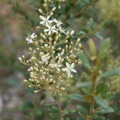 Bursaria spinosa (Native Blackthorn, Sweet Bursaria) at Red Hill Nature Reserve - 16 Dec 2018 by JackyF