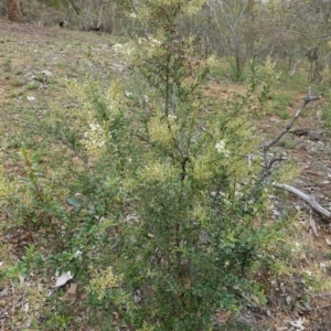 Bursaria spinosa at Hughes, ACT - 16 Dec 2018