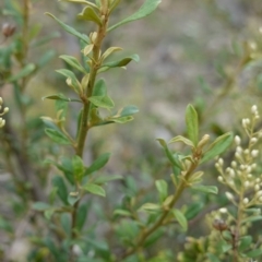 Bursaria spinosa at Hughes, ACT - 16 Dec 2018