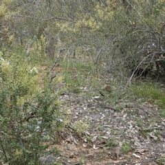 Bursaria spinosa at Hughes, ACT - 16 Dec 2018