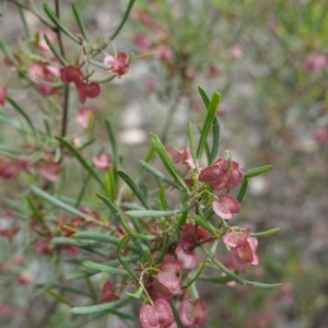 Dodonaea viscosa subsp. angustissima at Red Hill, ACT - 16 Dec 2018