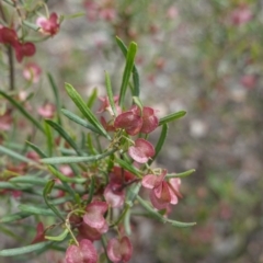 Dodonaea viscosa subsp. angustissima at Red Hill, ACT - 16 Dec 2018 03:15 PM